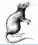 Image result for Rat Prism