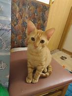 Image result for 2 Month Old Kitten