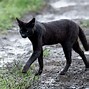 Image result for Melanistic Serval Cat