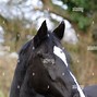 Image result for Horse Shinny Coat