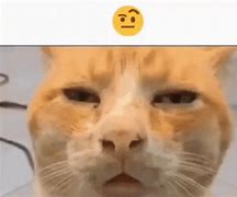 Image result for Uhh Cat Meme