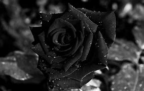 Image result for Black Rose Bushes