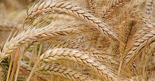 Image result for Field of Oats