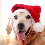 Image result for Plush Aurora Dog with Christmas Hat