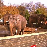 Image result for Whipsnade Zoo Elephants