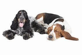 Image result for Basset Hound with English Cocker Spaniels