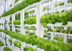 Image result for Hydroponic Plant Food