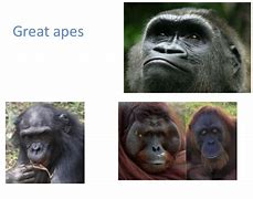 Image result for Anthropology Human Evolution