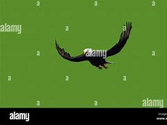 Image result for Bald Eagle Flying Head above Wings