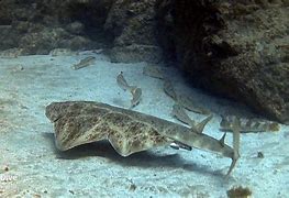 Image result for Angel Shark Species