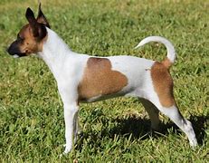 Image result for Rat Terrier Pups