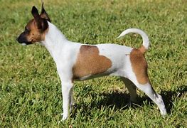 Image result for Full Rat Terrier