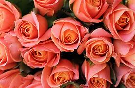 Image result for Bouquet 4K