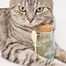 Image result for Cat On Catnip Tea