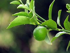 Image result for Large Kumquat