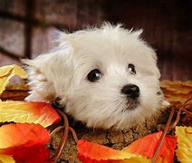 Image result for Thanksgiving Pug Puppy Wallpaper