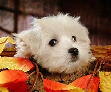 Image result for Thanksgiving Puppy Banner