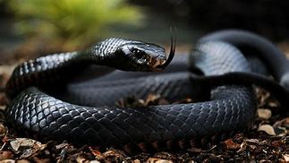 Image result for Black Mamba