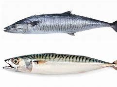 Image result for Bullseye Mackerel