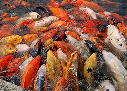 Image result for Facts About Koi Fish