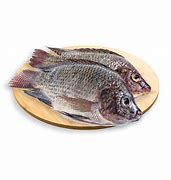 Image result for Tilapia Entera