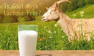 Image result for Goat Milk Lactose