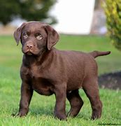 Image result for Mega Neon Chocolate Labrador