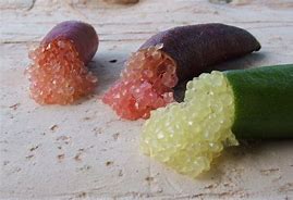 Image result for Citrus Australasica Finger Lime