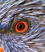 Image result for Bee Birds Eye View