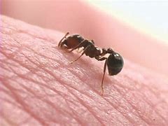 Image result for red ants bites