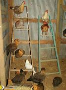 Image result for Chicken Pen Ideas