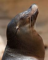 Image result for Sea Lion Head