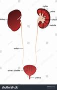 Image result for Foto Ureter