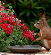 Image result for Animal in Roof Garden