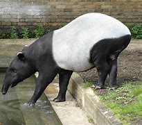 Image result for Malayan Tapir Calf