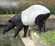 Image result for Tapir Lips