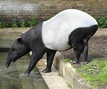 Image result for Tapir Cute