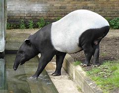 Image result for Malayan Tapir