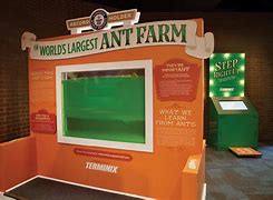 Image result for Largest Ant in the World