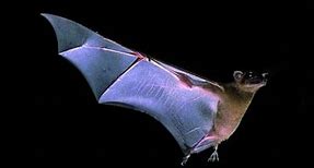 Image result for Mexican Free Tail Bat with Babies