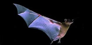 Image result for Mexican Free Tail Bat