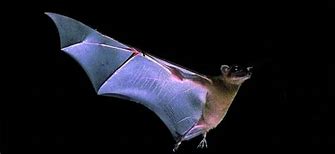 Image result for Mexican Free-Tailed Bat Photo