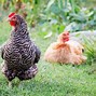 Image result for Blue Plymouth Rock Chicken