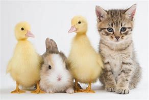 Image result for Baby Animal Hugables