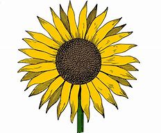 Image result for Sunflower Image Clip Art No Background