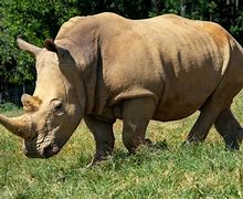 Image result for Cheetah Rhino