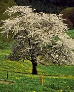 Image result for Abies Tree