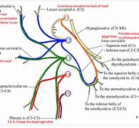 Image result for Prostatic Plexus