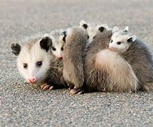 Image result for Opossum Babies