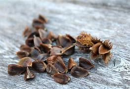 Image result for American Beech Tree Nuts